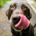 Cordelia Yavru Köpek Maması — büyüme formülü