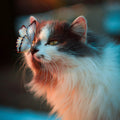 Kedi balığa bakıyor