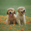 Cordelia Köpek Tavuklu içerik — yüksek protein