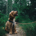 Sevimli yavru köpek