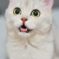 Cordelia Yavru Kedi Maması — DHA ve taurin